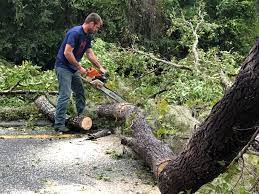 Why Choose Our Tree Removal Services in Dover Beaches North, NJ?